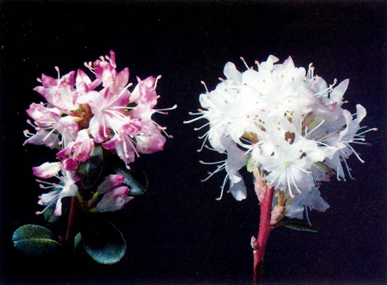 Effect of shading with foil on flower 
color of R. racemosum.