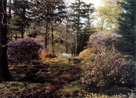 Strone Garden woodland