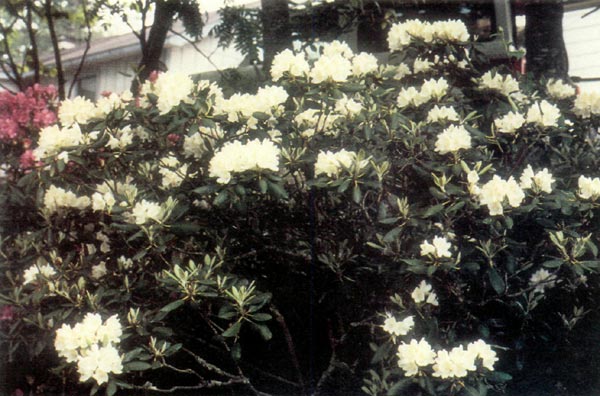'Clark's White' - Parent plant