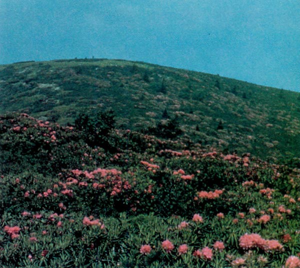 Roan Mountain Knob covered with R. 
catawbiense