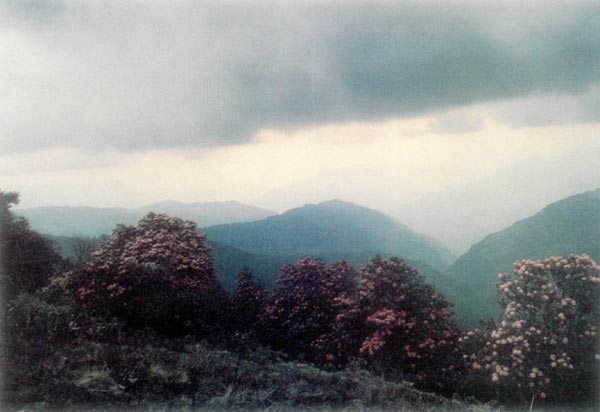 R. arboreum forest, Poon Hill, Ghorepani