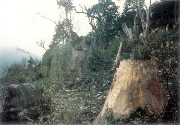 R. arboreum logging, Ghorepani