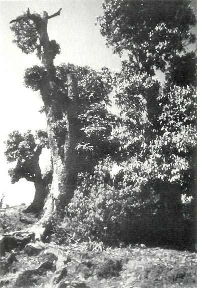R. arboreum can survive severe pruning