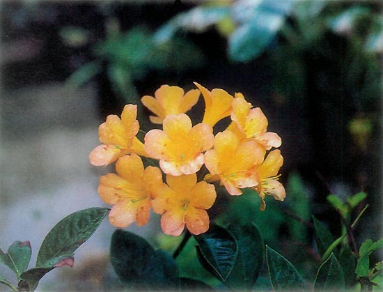 R. aurigeranum x R. herzogii