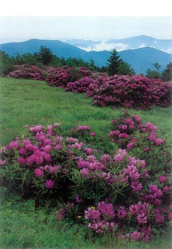R. catawbiense, Roan Mt.
