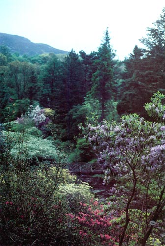 Crarae Glen Garden view