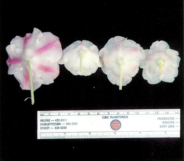 R. yakushimanum flowers from
different clones
