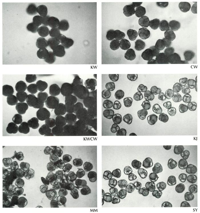 R. yakushimanum and Gable's Smir-Yak
pollen grains