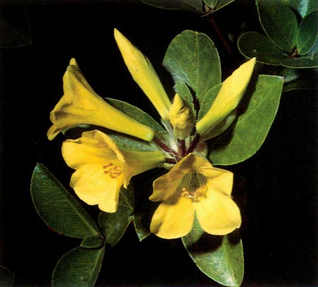Vireya flower
