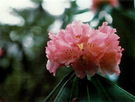 R. beesianum in China