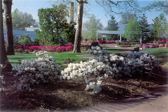 Missouri Botanical Garden 
rhododendrons