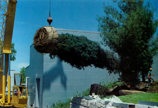 Planting a thirty foot white pine