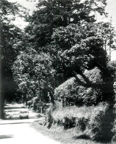 R. arboreum ssp. zeylanicum as a roadside 
tree