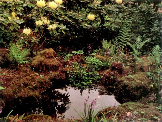 Ferns and rhododendrons in the landscape.