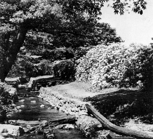 Bussey Brook, R. carolinianum, 1954
