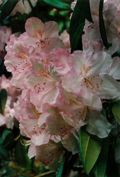 pink rhododendron