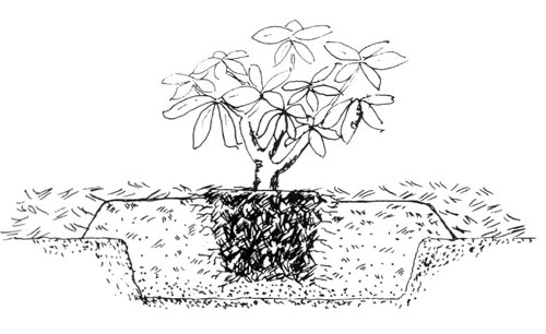 Rhododendron planting diagram
