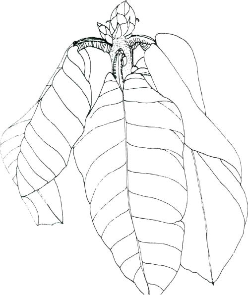 drawing of R. campanulatum leaf and bud