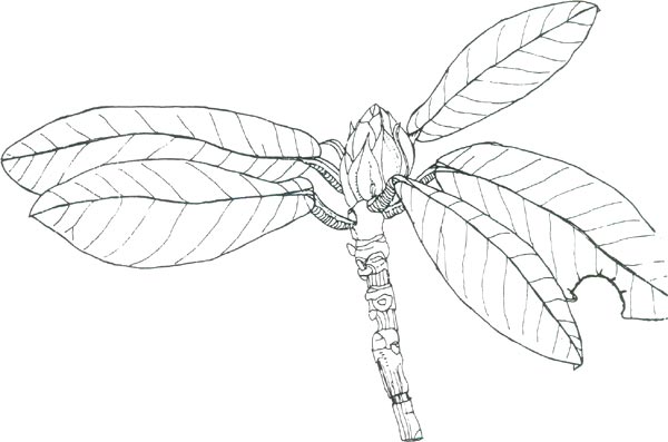 drawing of R. aeruginosum leaf and bud