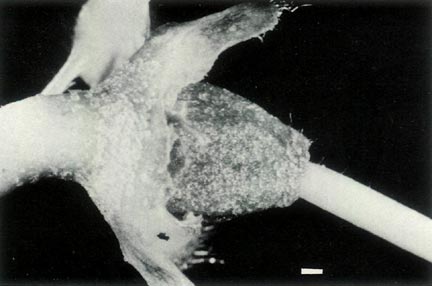 R. virgatum ovary and base