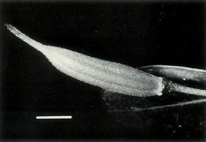 R. lochiae selfed capsule