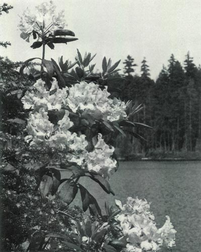 R. macrophyllum at Rhododendron Lake