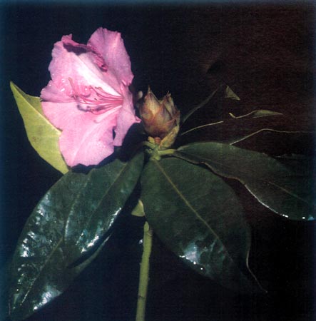 R. 'Alice' with cold bud damage