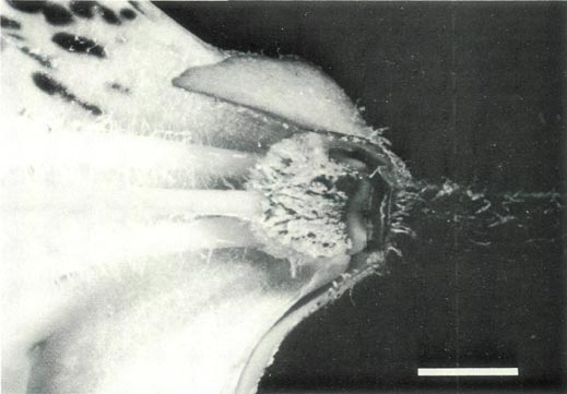 R. ovatum ovary, base and nectary