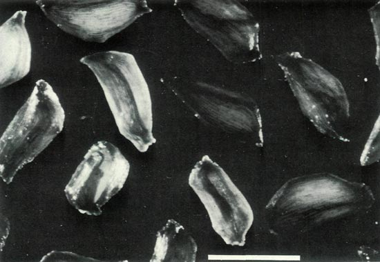 R. ovatum seeds