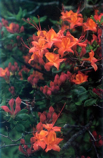 Rhododendron hybrid at Gregory Bald