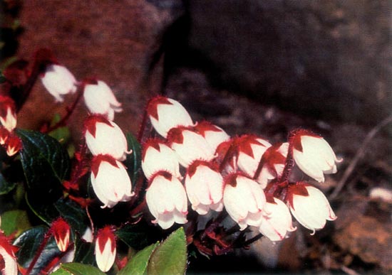 Gaultheria adenothrix