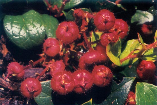Gaultheria adenothrix fruit
