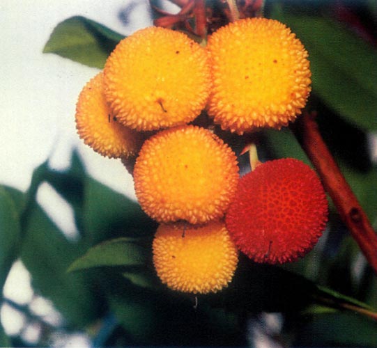 Arbutus unedo fruit