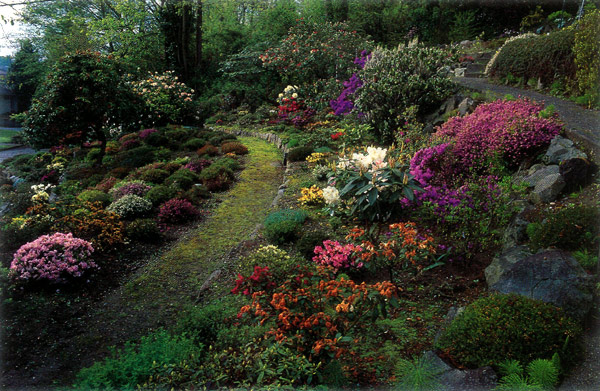 Pink Heather Flower Border (calluna Vulgaris, Erica, Ling) On