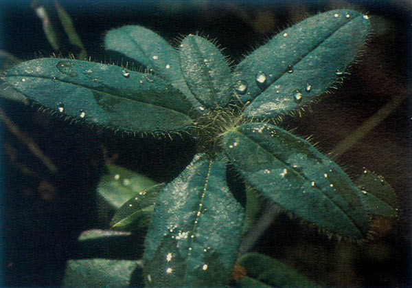 R. lepidostylum