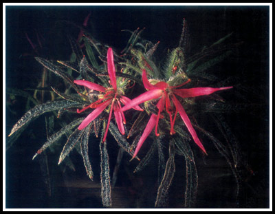 R. macrosepalum 'Linearifolium'