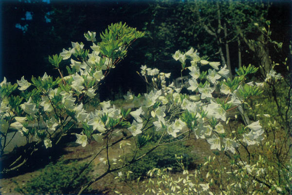 R. quinquefolium