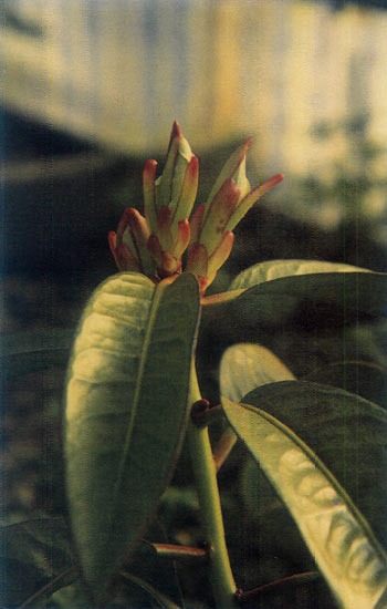R. javanicum ssp. brookianum