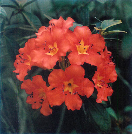 R. javanicum ssp. brookianum