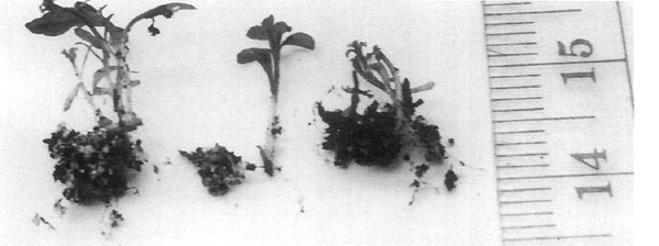 Rooted adventitious microshoots