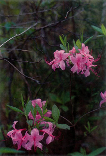 Rhododendron prinophyllum at the Spiva 
Azalea Park