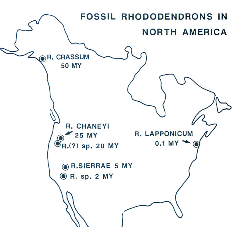 Figure 4. Fossil rhododendrons in 
North America.