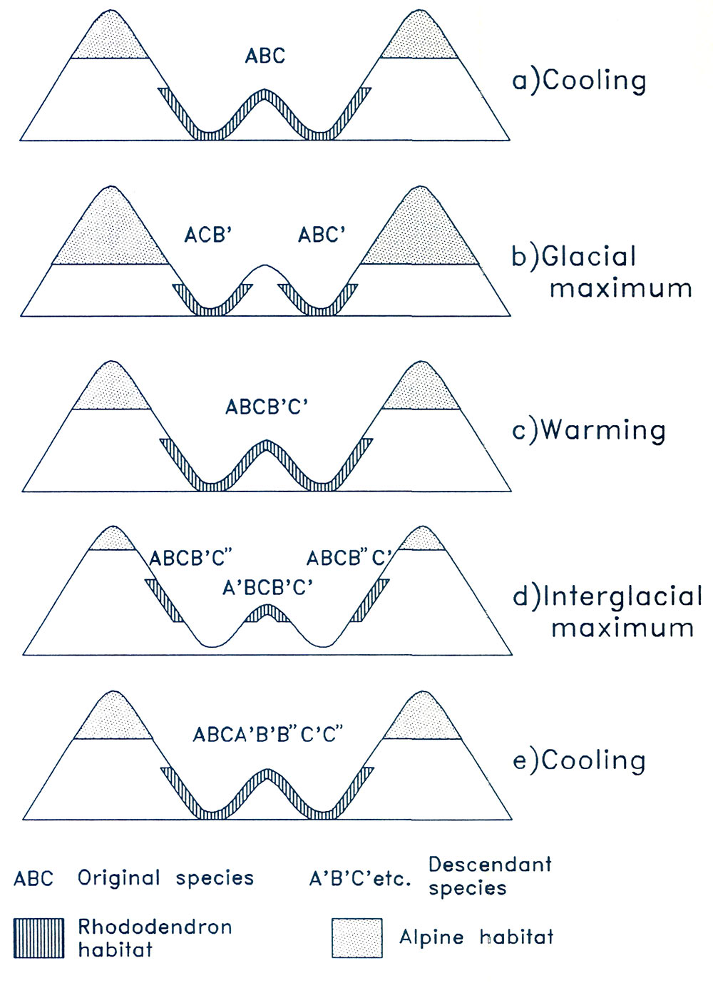 Figure 11. Hypothesis of speciation 
during glacial cycling in region of extreme relief.