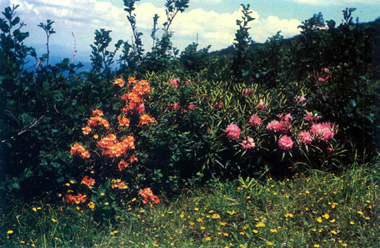 R. calendulaceum and R. catawbiense 
growing on Roan Mountain