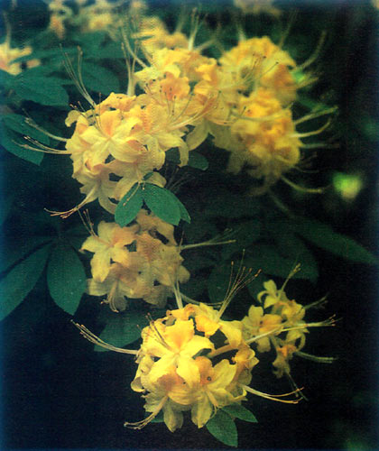 R. austrinum hybrid
