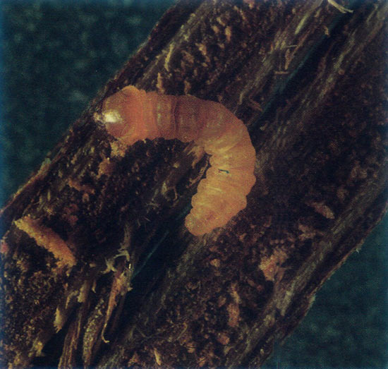 Oberea myops larva.