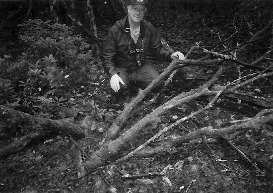 Skeletal remains of original tree of
red maximum in 1992.