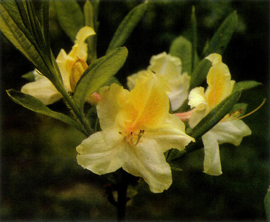 R. luteum x R. japonicum