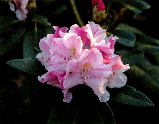 ('Pink Twins' x R. yakushimanum
'Koichiro Wada') x (R. aureum x R. yakushimanum).