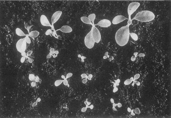 R. 'Gladys Monroe' seedlings response to
colchicine